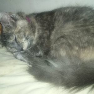 Meet your Posher, Abigail